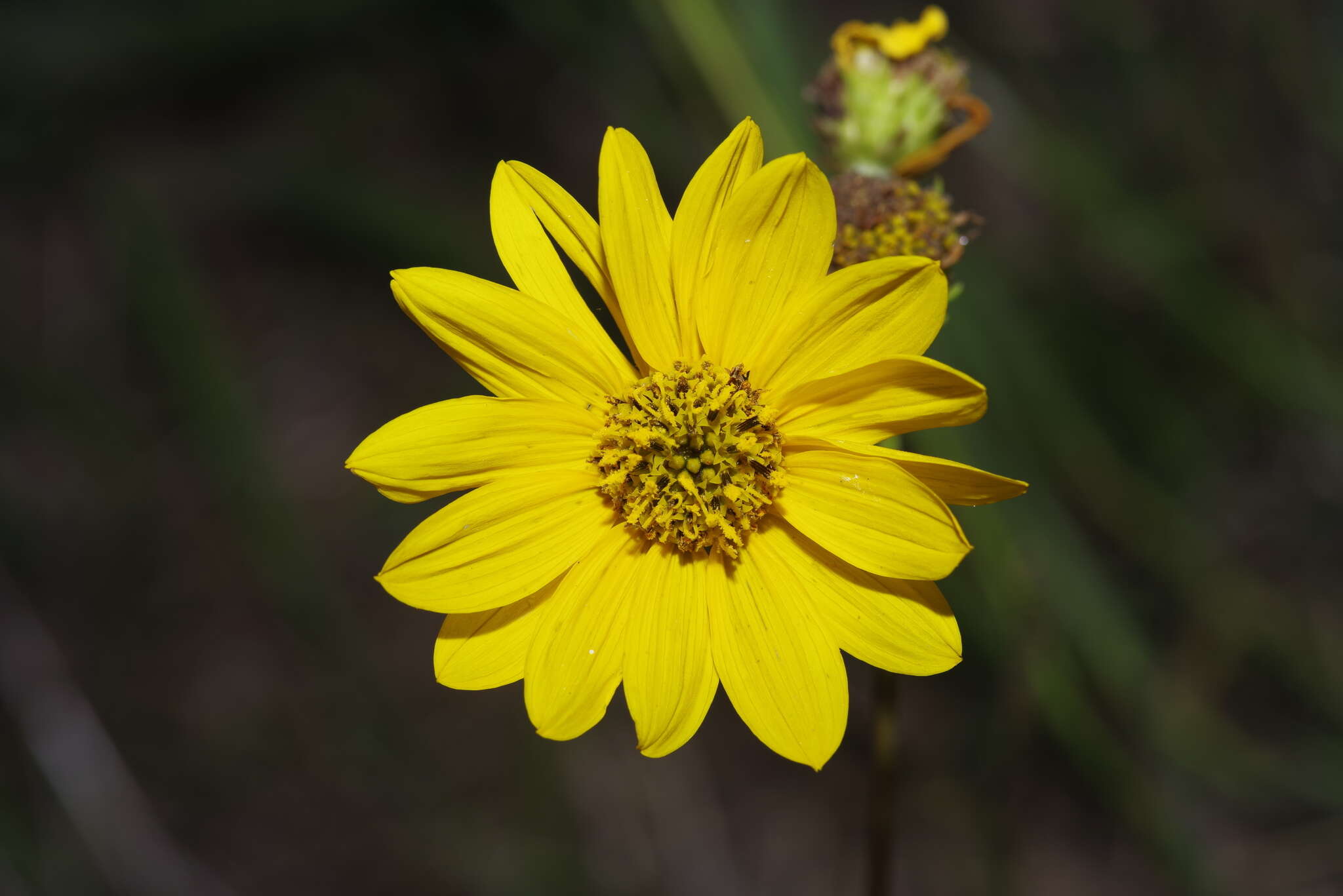 Image of fewleaf sunflower