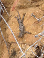 Sceloporus occidentalis longipes Baird 1858 resmi