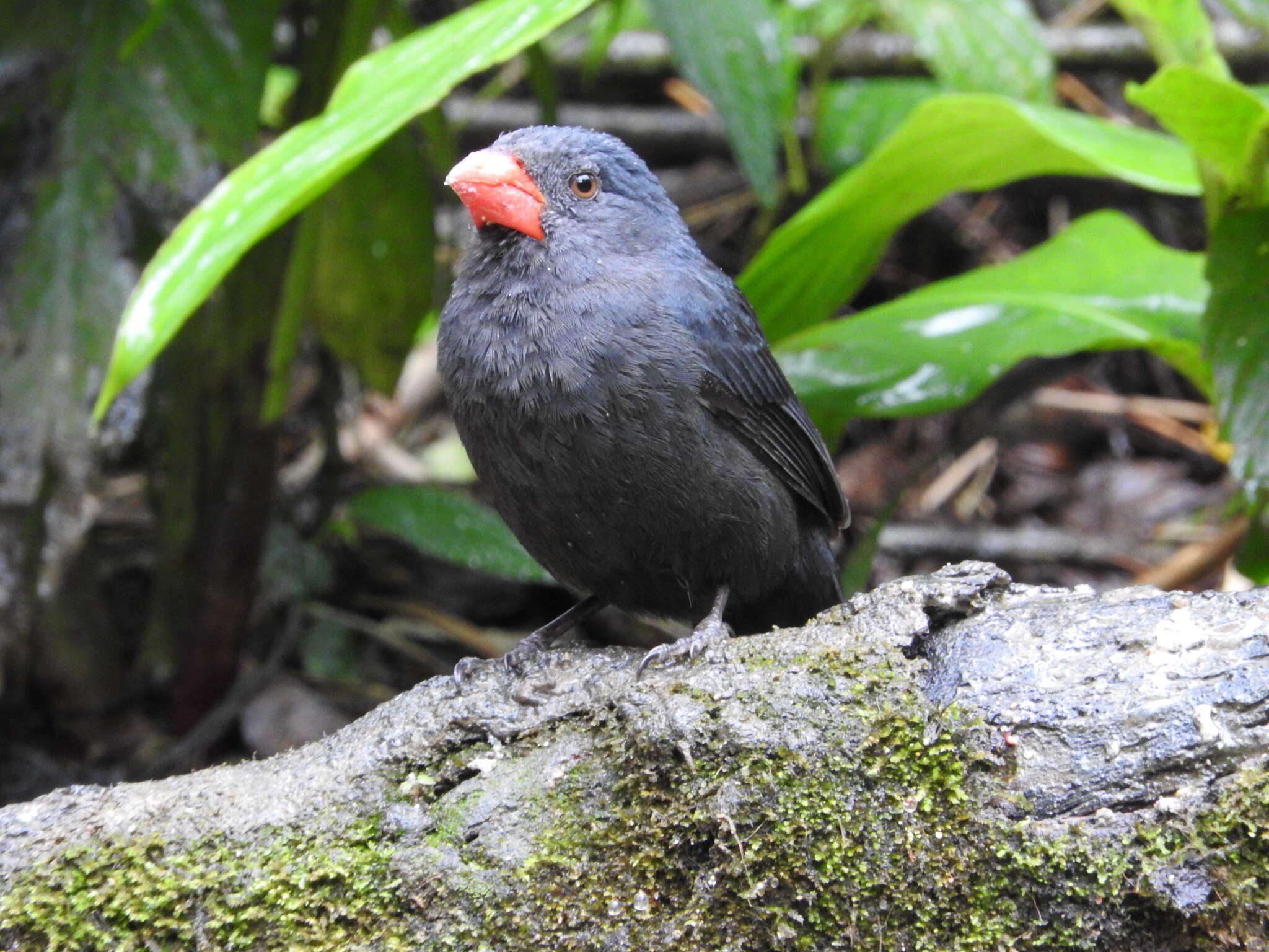 Image of Black-throated Grosbeak