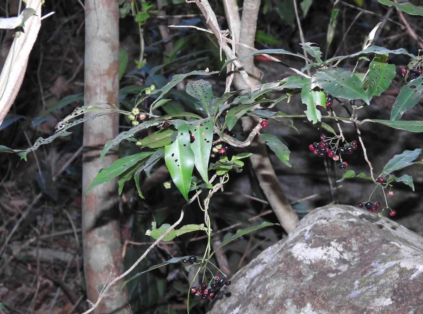 Image of Ardisia quinquegona Bl.