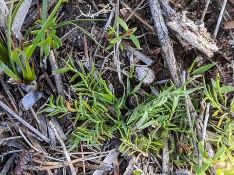 Sivun Ehrharta distichophylla Labill. kuva