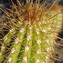 Image of <i>Trichocereus spachianus</i>