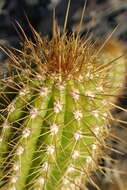 Plancia ëd <i>Trichocereus spachianus</i>