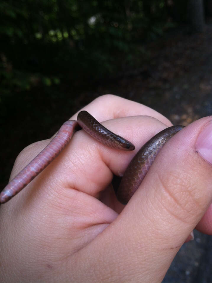 Image of worm snake