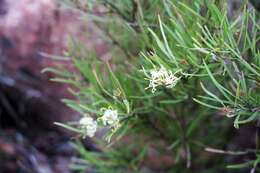 Image of Grevillea viridiflava R. O. Makinson