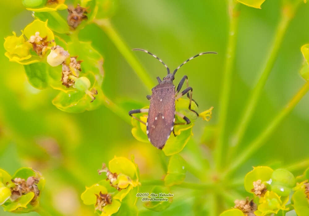 Imagem de Dicranocephalus agilis (Scopoli 1763)