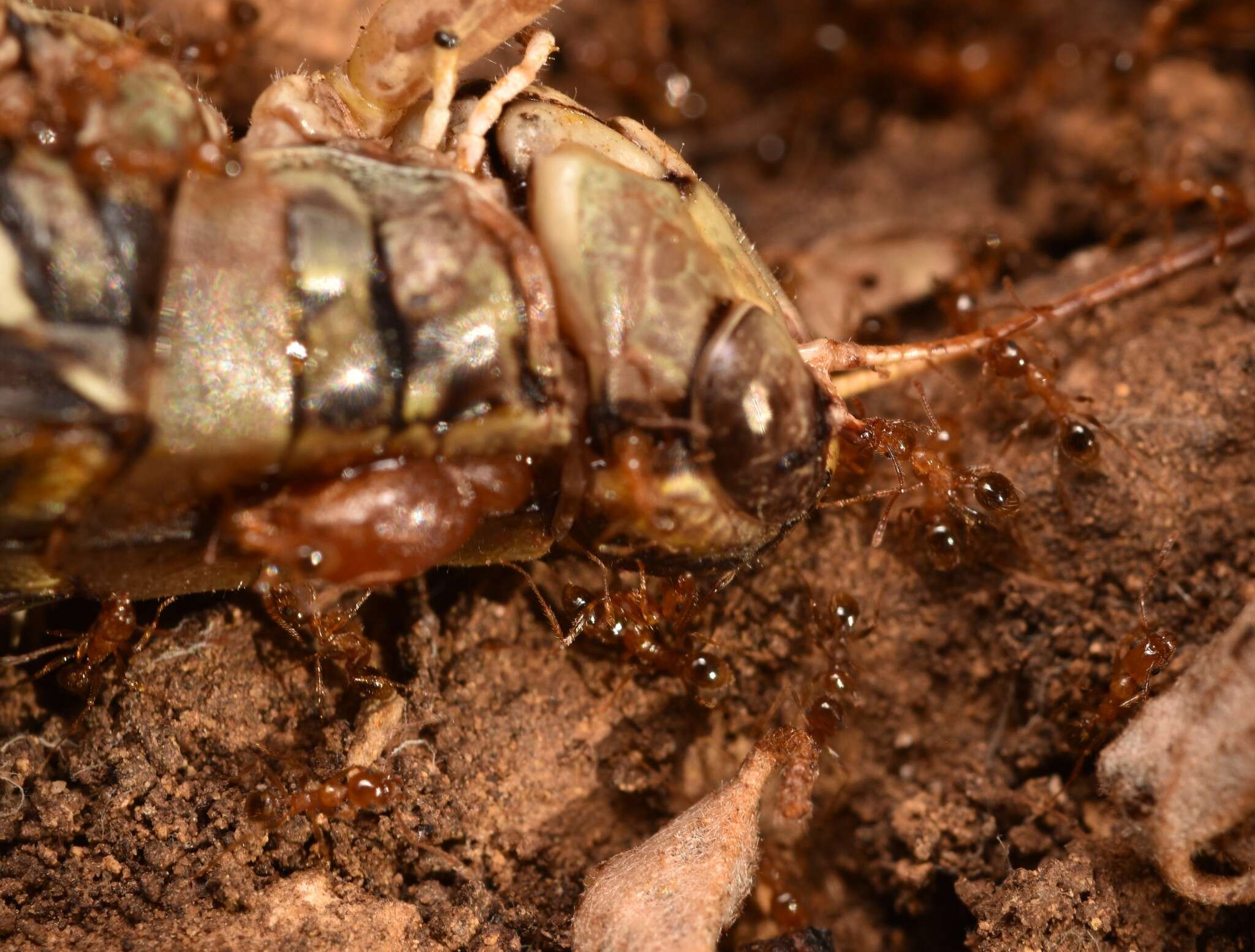 Image of Pheidole porcula Wheeler 1908