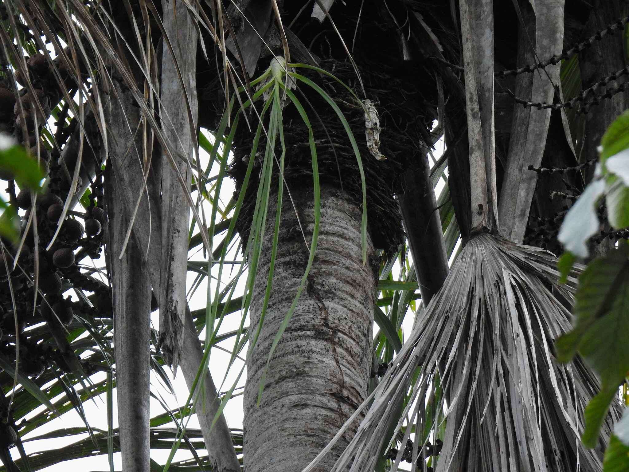 Image of Catasetum longifolium Lindl.