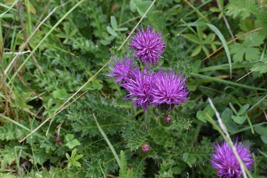 Image of dwarf thistle