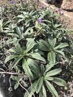 Plancia ëd Echium rosulatum subsp. davaei (Rouy) Coutinho