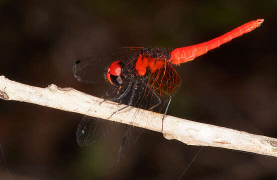 Слика од Nannophya pygmaea Rambur 1842