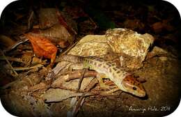 Image of Cave Tropical Night Lizard