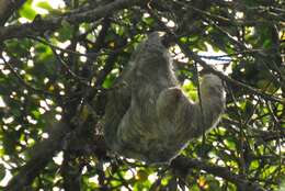 Image of Brown-throated Three-toed Sloth