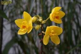 Image of Spathoglottis gracilis Rolfe ex Hook. fil.