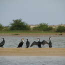 Plancia ëd Phalacrocorax carbo lucidus