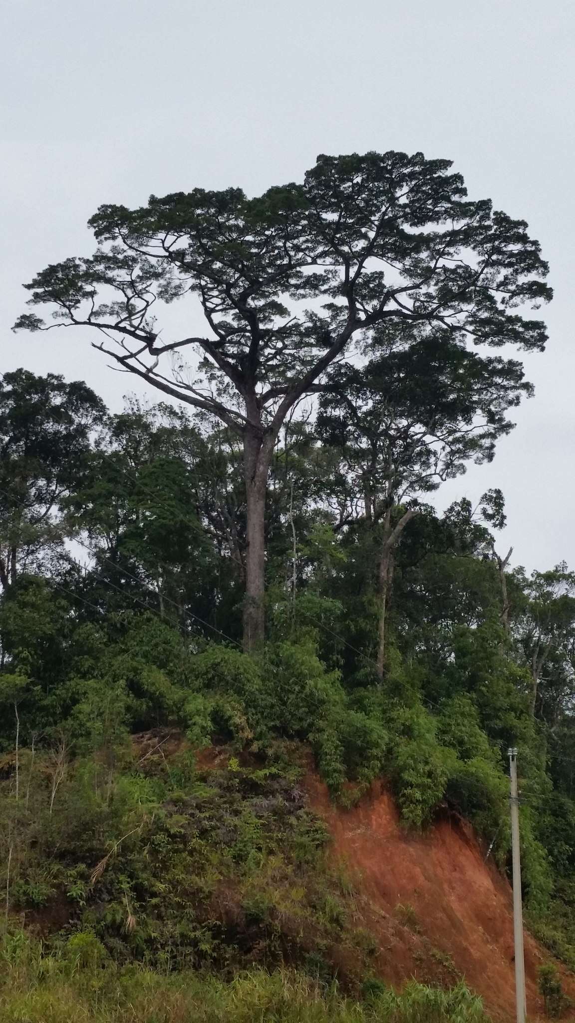 Imagem de Pinus krempfii Lecomte