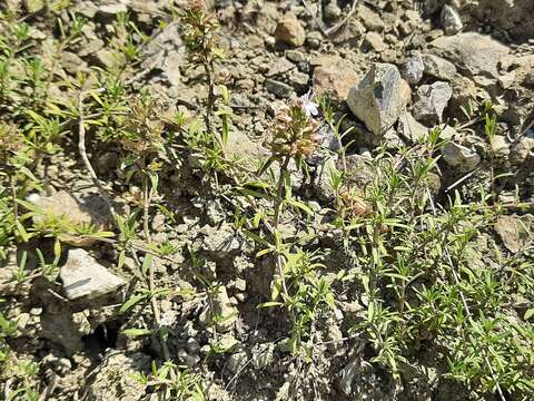 Thymus daghestanicus Klokov & Des.-Shost. resmi