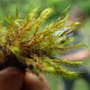 Image of dichelyma moss