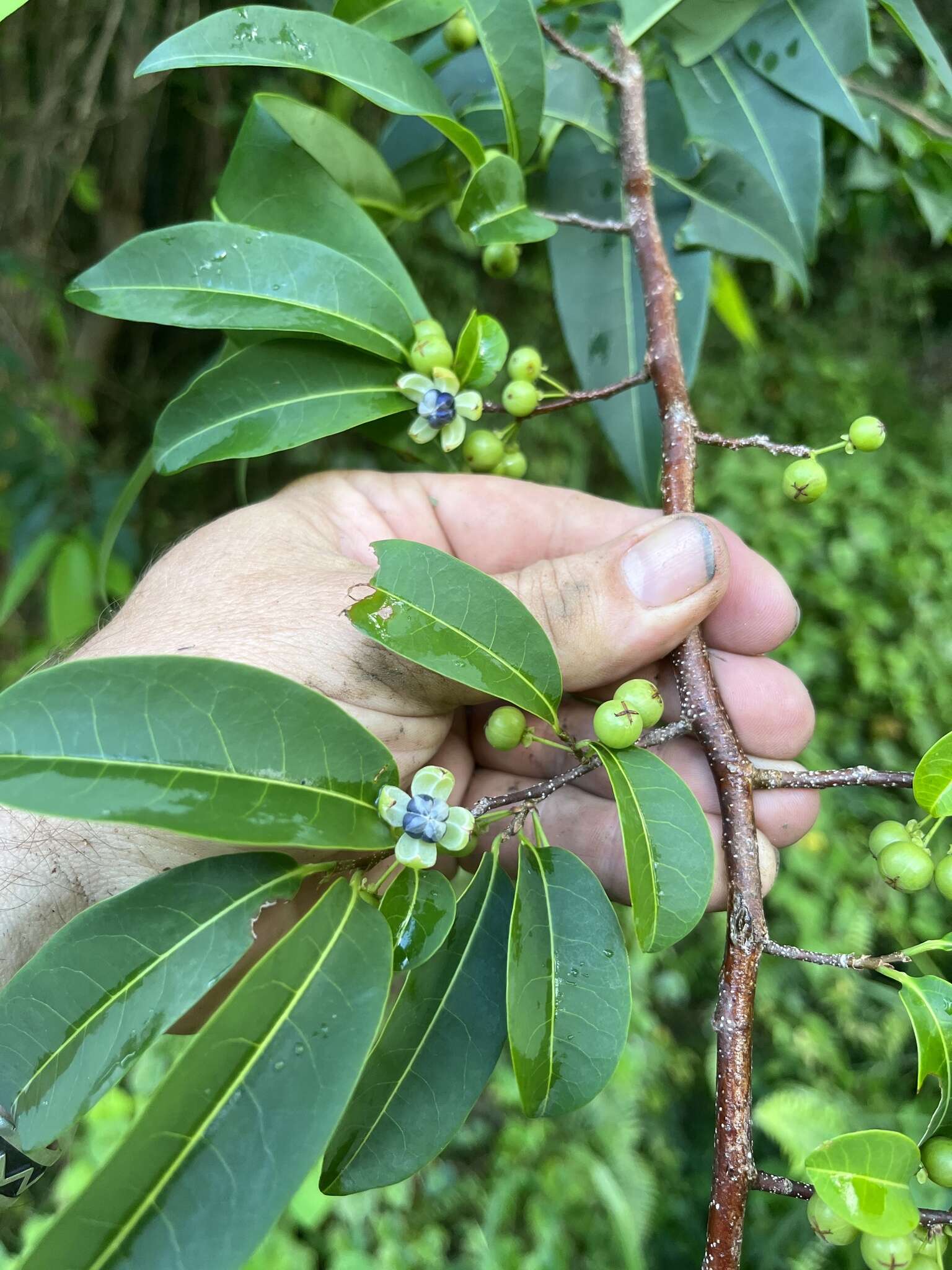 Image of bastard hogberry