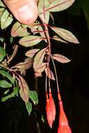 Imagem de Fuchsia pringsheimii Urb.