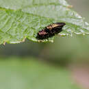 Image of Agrilus ribesi Schaefer 1946