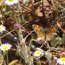 Image of <i>Phyciodes <i>tharos</i></i> tharos