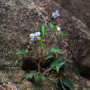 Слика од Viola guangzhouensis A. Q. Dong, J. S. Zhou & F. W. Xing