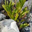 Image of Angraecum magdalenae Schltr. & H. Perrier