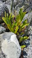 صورة Angraecum magdalenae Schltr. & H. Perrier