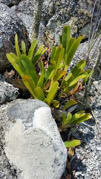 صورة Angraecum magdalenae Schltr. & H. Perrier