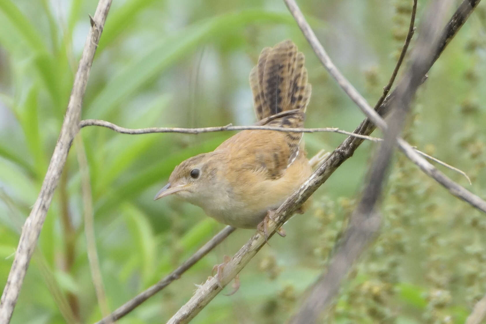 Image of Grass Wren