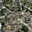 Image of California buckthorn