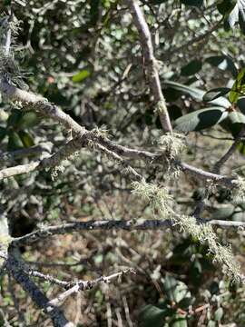 صورة Frangula californica subsp. californica