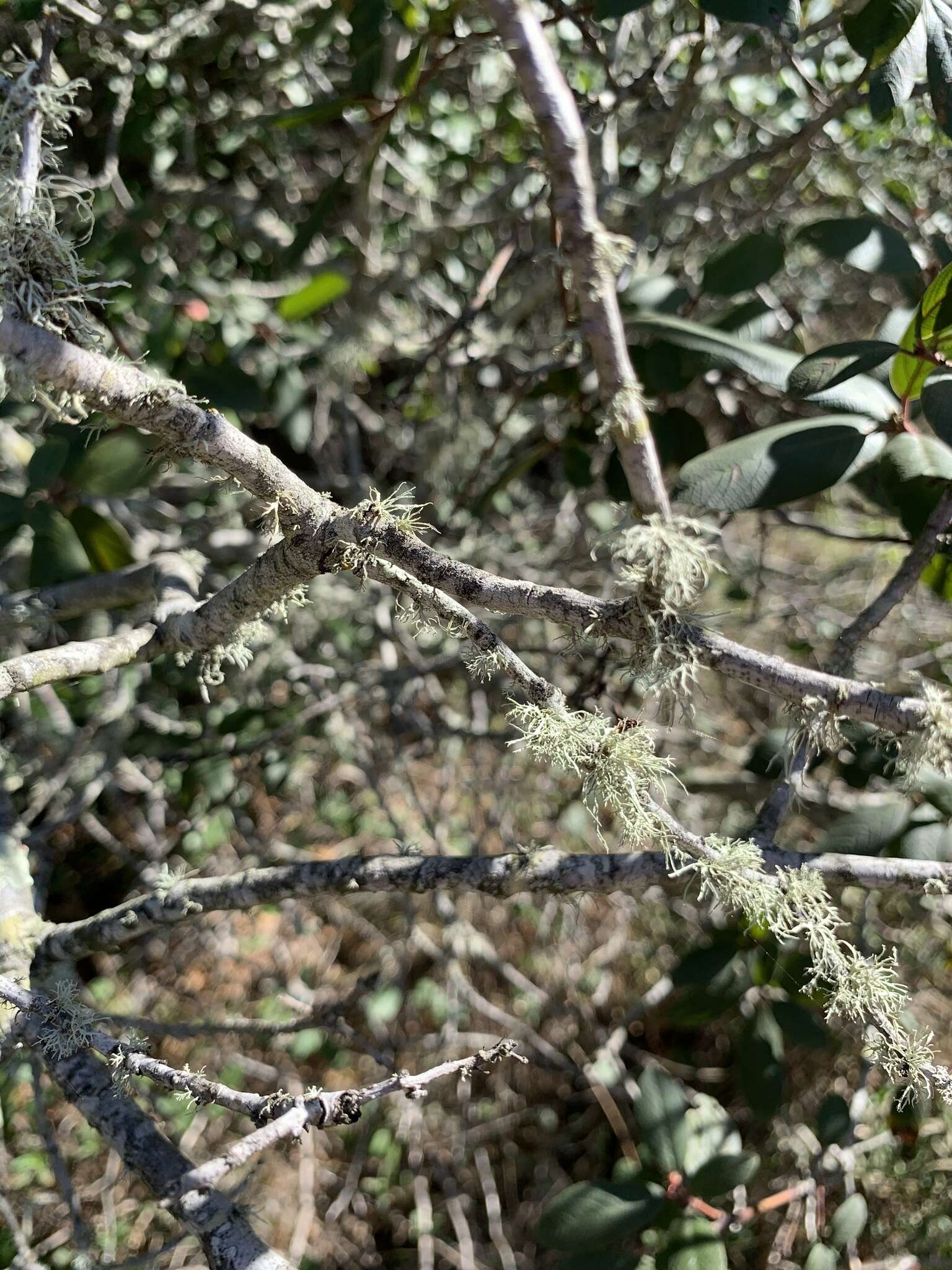 Image of California buckthorn