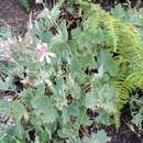 Image of Pelargonium patulum var. patulum