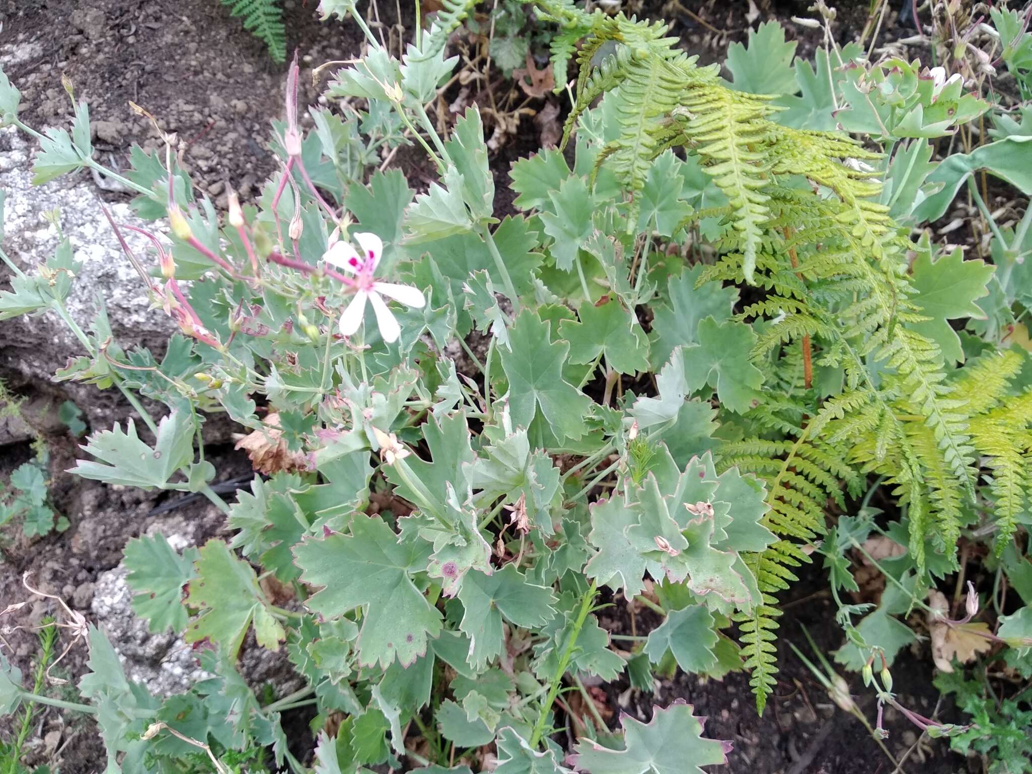 Image of Pelargonium patulum var. patulum