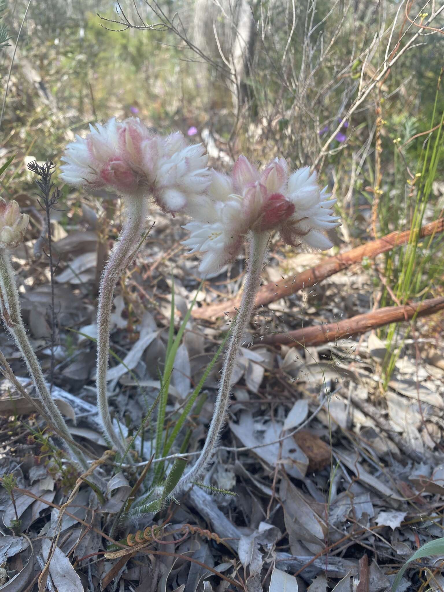 Image of Conostylis setosa Lindl.