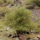 Imagem de Acer tataricum subsp. semenovii (Regel & Herd.) E. Murr.