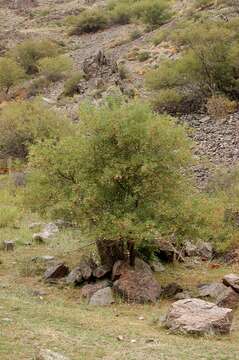 Imagem de Acer tataricum subsp. semenovii (Regel & Herd.) E. Murr.