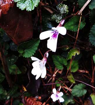 Imagem de Viola formosana Hayata