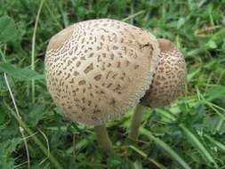 Image of Macrolepiota clelandii Grgur. 1997