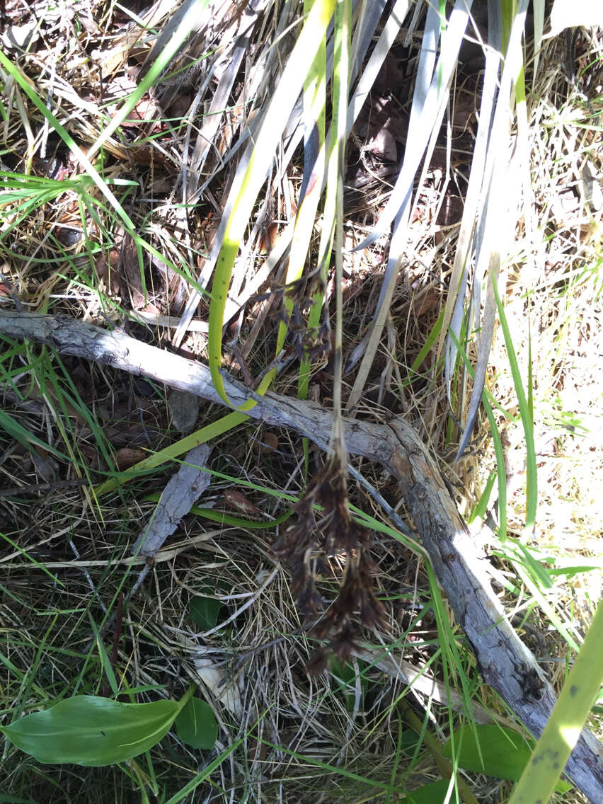 Image of Polynesian Twig-Rush