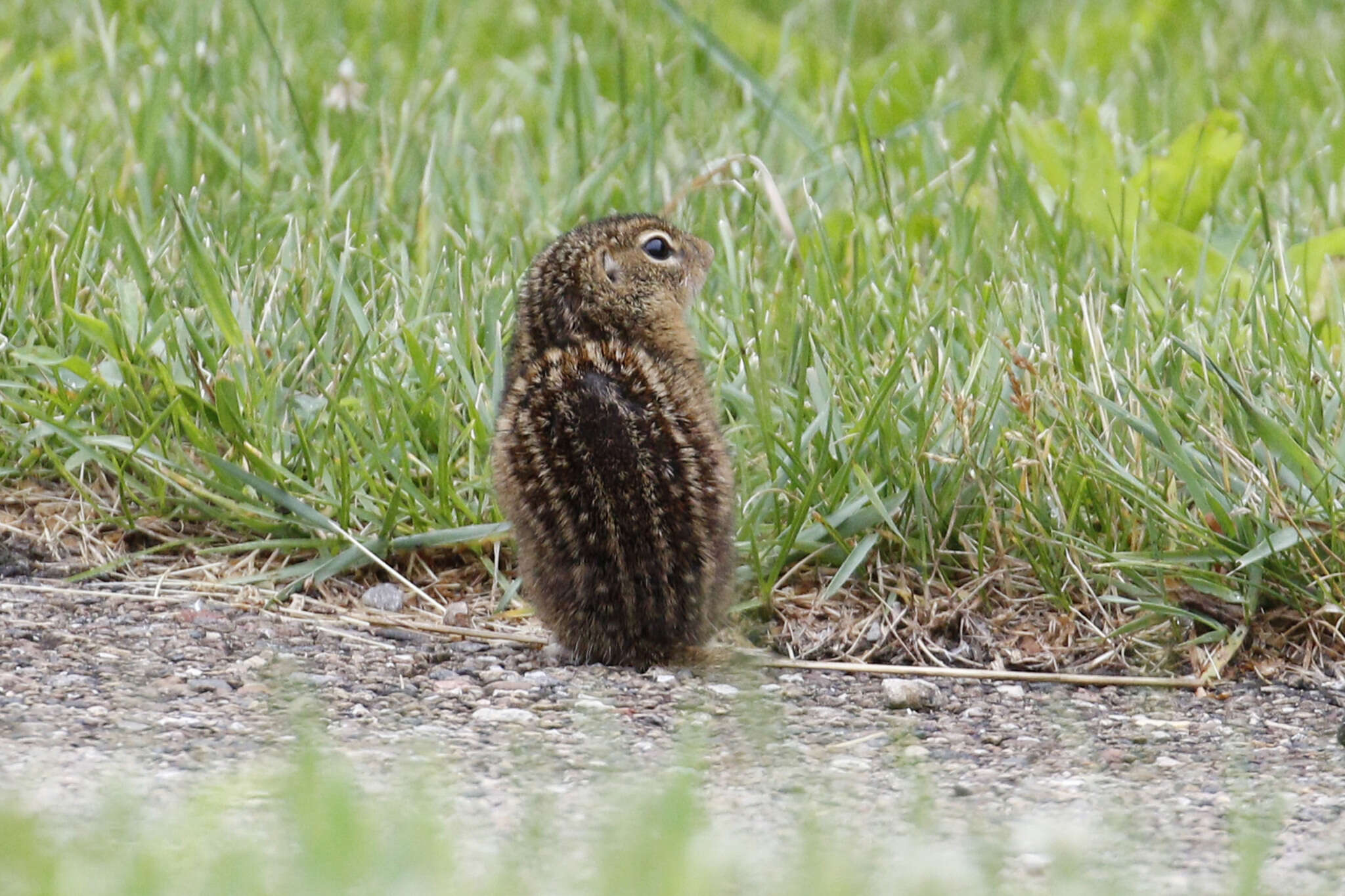 Image of thirteen-lined ground squirrel