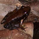 Image of Pillai’s tropical frog