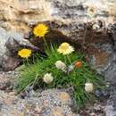 Image de Leucochrysum graminifolium (P. G. Wilson) P. G. Wilson