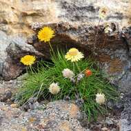 Image of Leucochrysum graminifolium (P. G. Wilson) P. G. Wilson