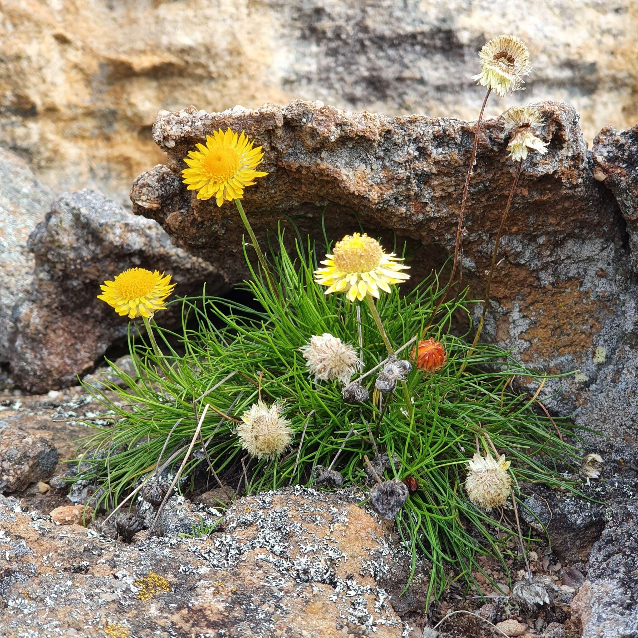 صورة Leucochrysum graminifolium (P. G. Wilson) P. G. Wilson