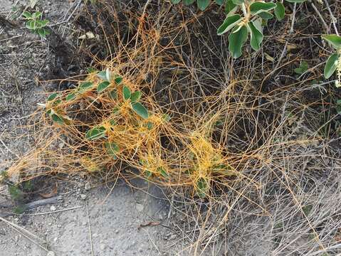 Image of Cuscuta stenolepis Engelm.