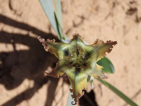 Image of Ferraria divaricata Sweet