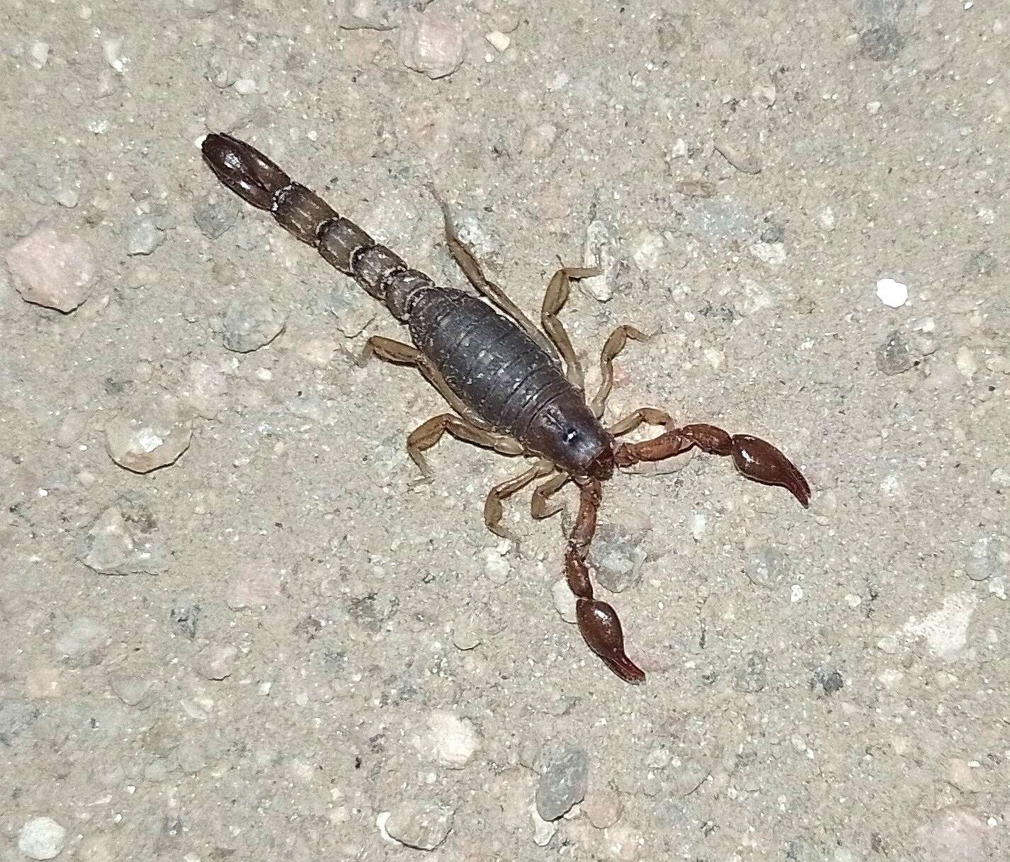 Image of Bothriurus cordubensis Acosta 1955